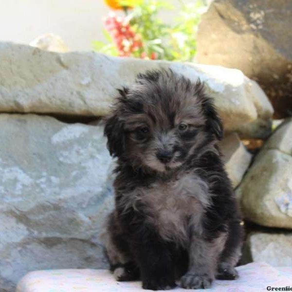 Gunner, Pomapoo Puppy