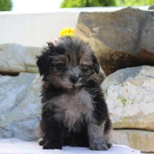 Gunner, Pomapoo Puppy