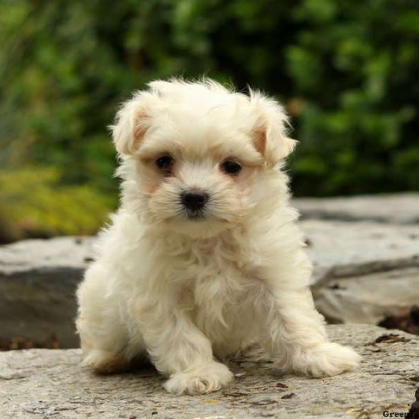 Guss, Maltese Puppy