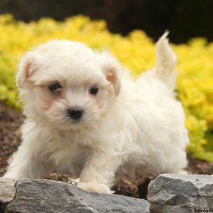 Guss, Maltese Puppy