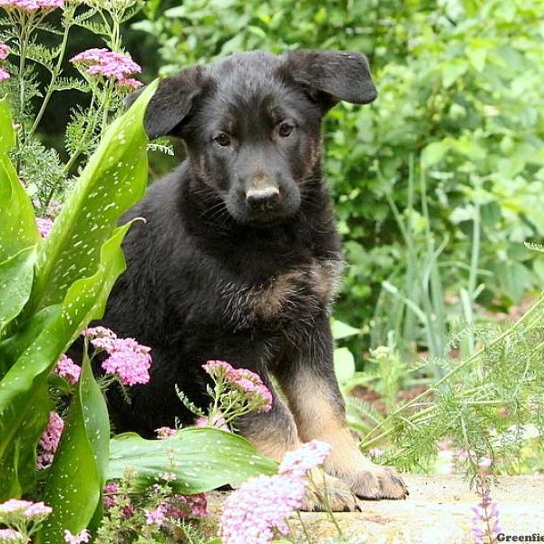 Hannah, German Shepherd Puppy