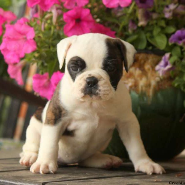 Hannah, EngAm Bulldog Puppy