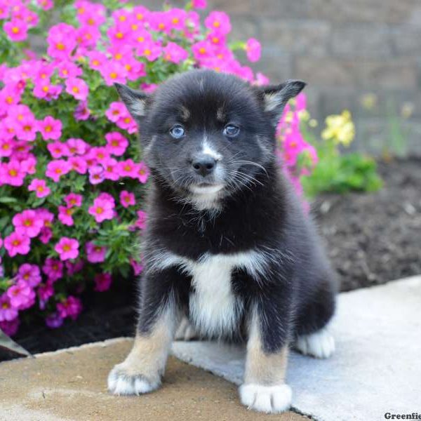 Hannah, Pomsky Puppy