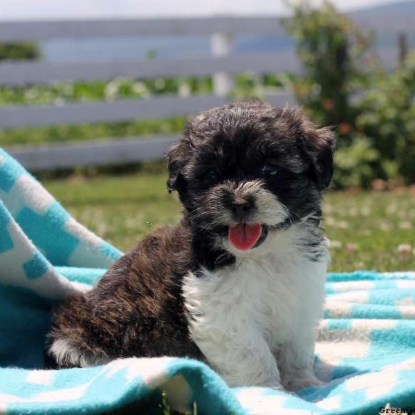 Hannah, Shichon / Teddy Bear Puppy