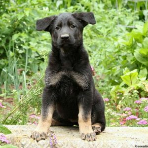 Hannah, German Shepherd Puppy