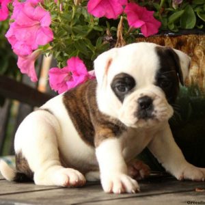 Hannah, EngAm Bulldog Puppy