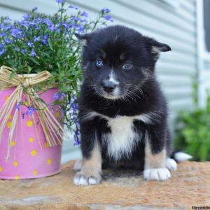 Hannah, Pomsky Puppy