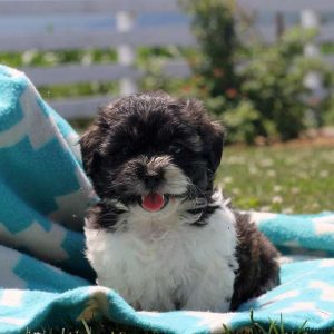 Hannah, Shichon / Teddy Bear Puppy