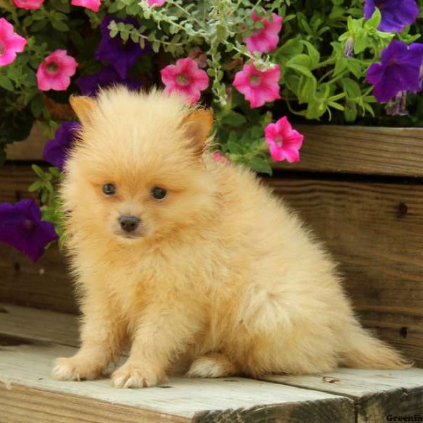 Hans, Pomeranian Puppy