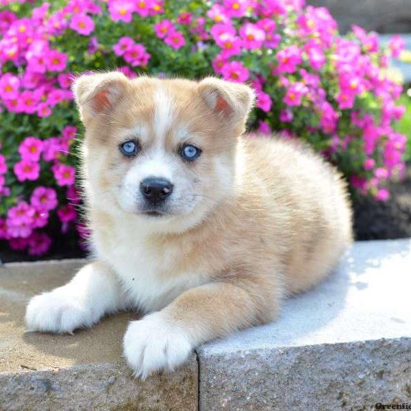 Harley Boy, Pomsky Puppy