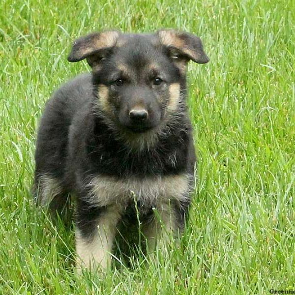 Harmony, German Shepherd Puppy