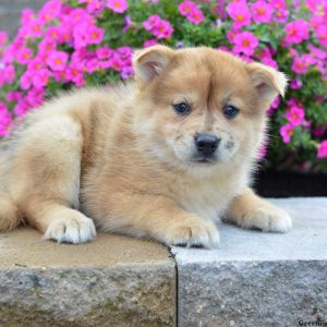 Harper, Pomsky Puppy