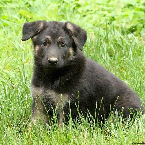 Harry, German Shepherd Puppy
