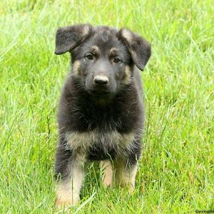 Harry, German Shepherd Puppy