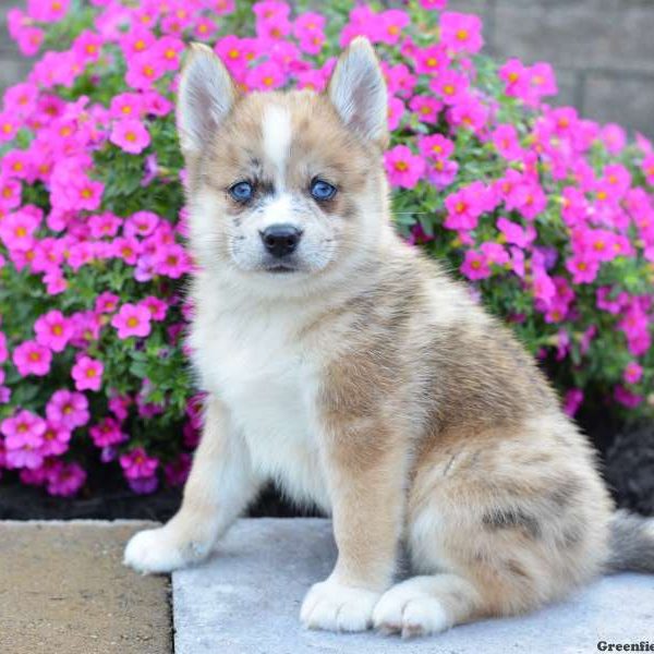 Hatley, Pomsky Puppy