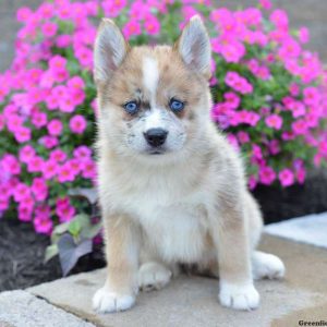 Hatley, Pomsky Puppy