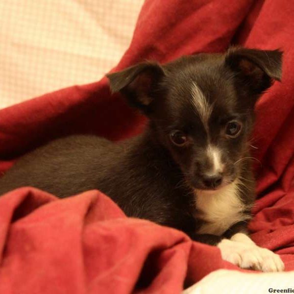 Hattie, Australian Shepherd-Toy Puppy