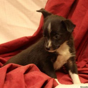 Hattie, Australian Shepherd-Toy Puppy