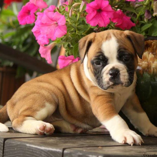 Haven, EngAm Bulldog Puppy