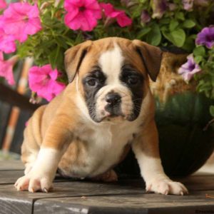 Haven, EngAm Bulldog Puppy