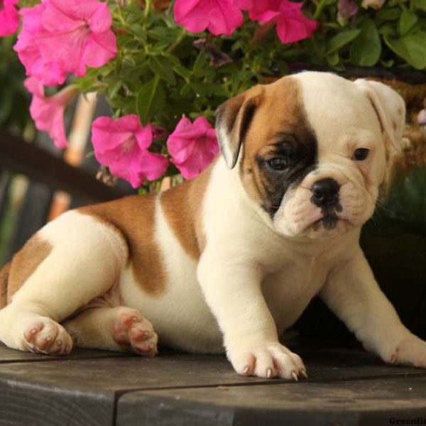 Haylee, EngAm Bulldog Puppy