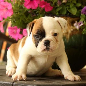 Haylee, EngAm Bulldog Puppy