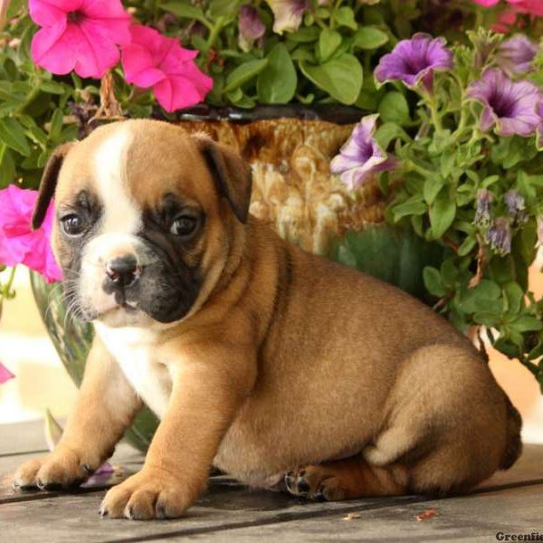 Hazel, EngAm Bulldog Puppy