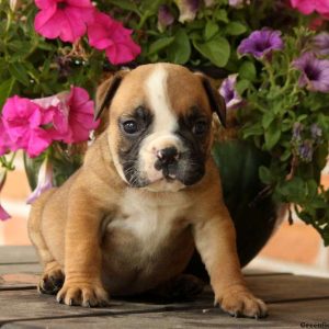 Hazel, EngAm Bulldog Puppy