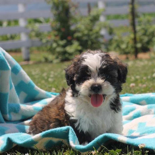 Heath, Shichon / Teddy Bear Puppy