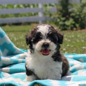 Heath, Shichon / Teddy Bear Puppy