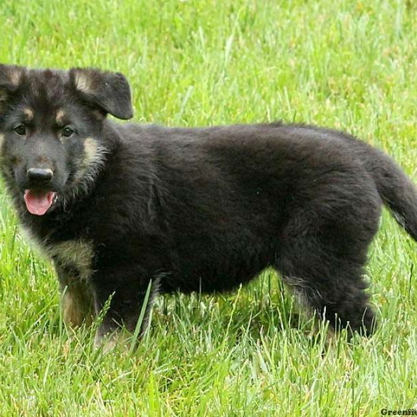 Heidi, German Shepherd Puppy