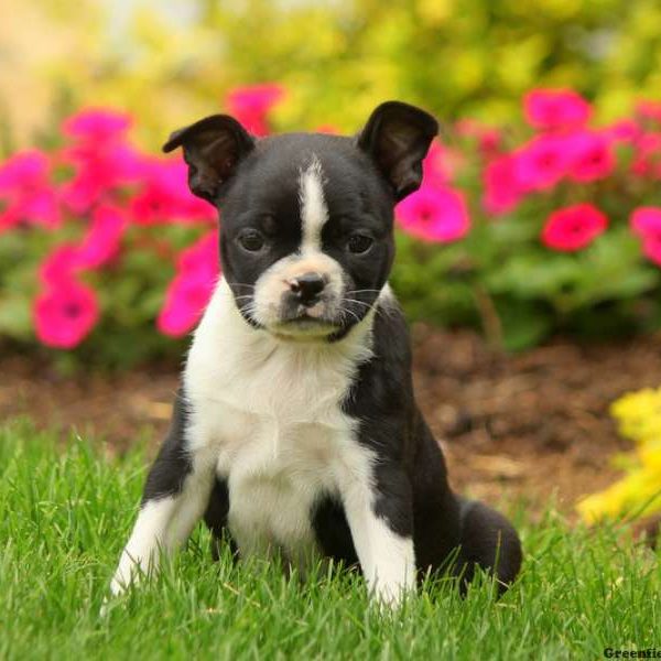 Heidi, Boston Terrier Puppy