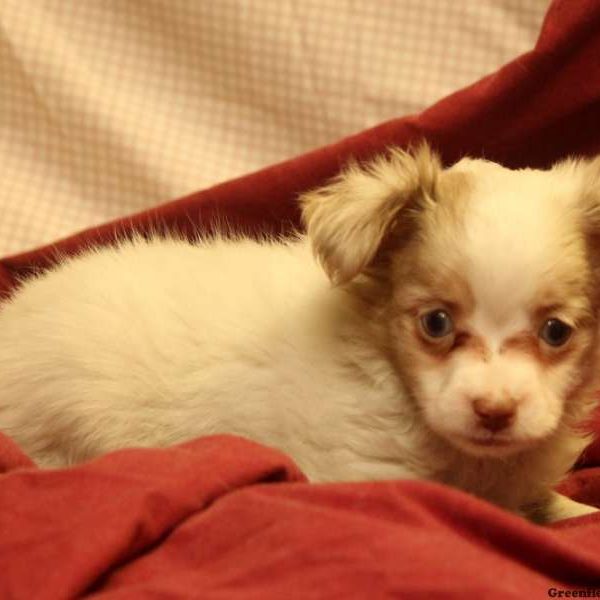 Heidi, Australian Shepherd-Toy Puppy