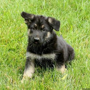 Heidi, German Shepherd Puppy