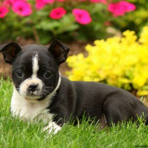 Heidi, Boston Terrier Puppy