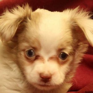 Heidi, Australian Shepherd-Toy Puppy