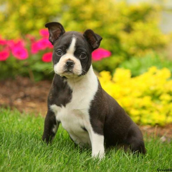 Hilly, Boston Terrier Puppy