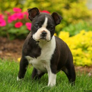 Hilly, Boston Terrier Puppy