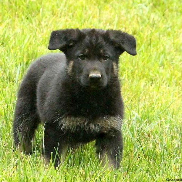 Hitch, German Shepherd Puppy