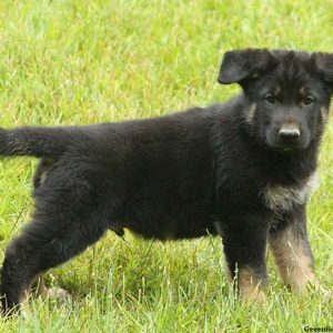 Hitch, German Shepherd Puppy