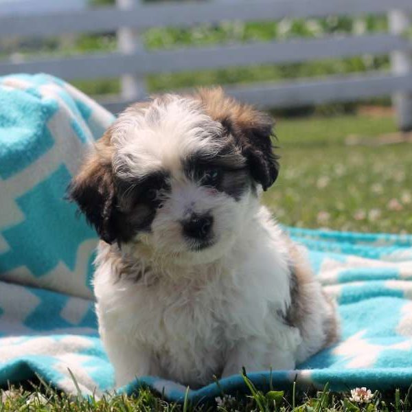 Homer, Shichon / Teddy Bear Puppy