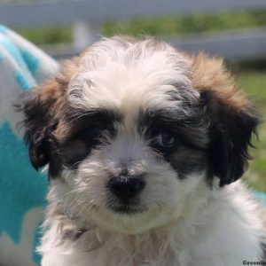 Homer, Shichon / Teddy Bear Puppy