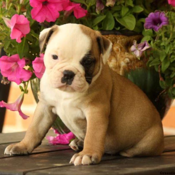 Honey, EngAm Bulldog Puppy