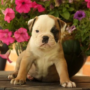 Honey, EngAm Bulldog Puppy