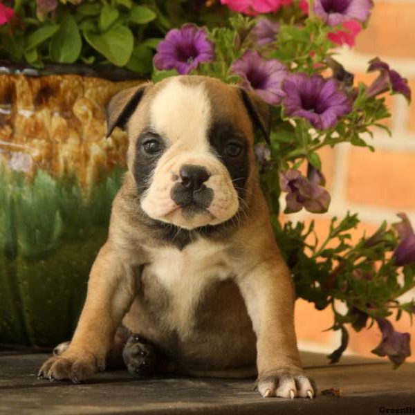 Hope, EngAm Bulldog Puppy