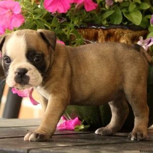 Hope, EngAm Bulldog Puppy