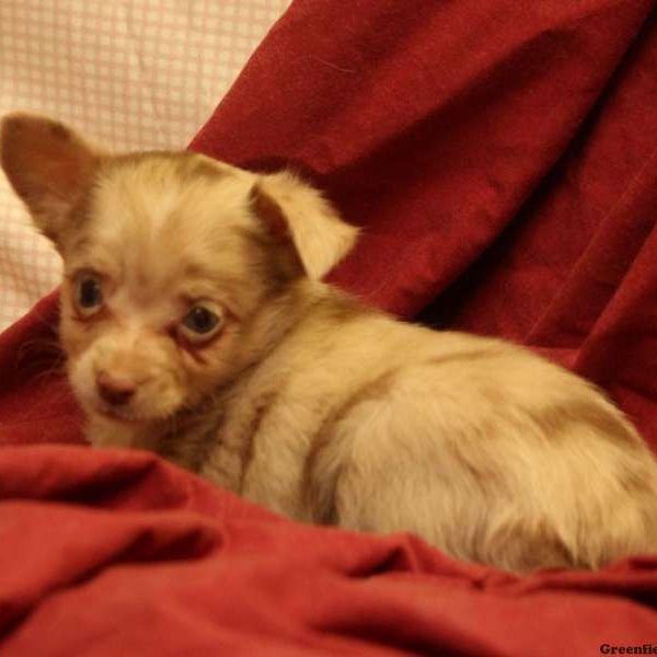 Huck, Australian Shepherd-Toy Puppy