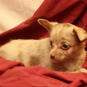 Huck, Australian Shepherd-Toy Puppy