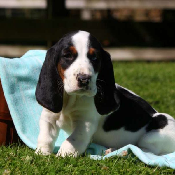 Jack, Basset Hound Puppy