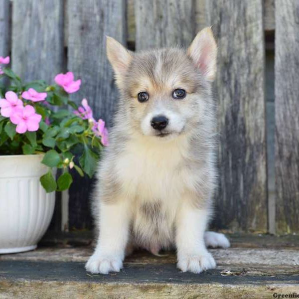 Jack, Pomsky Puppy